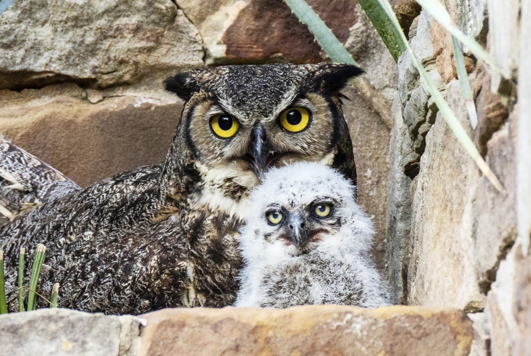 Athena and Owlet, Ladybird Wildflower Center, Austin, Texas